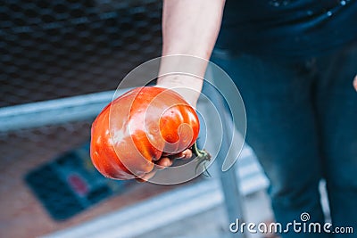 Farmer shows in his hand a giant red ripe juicy tomato Stock Photo