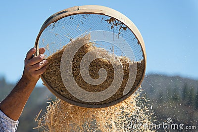 Farmer sifts grains during harvesting time to remove chaff Stock Photo