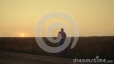 Farmer silhouette check grain quality at sunset country field. Thoughtful man Stock Photo