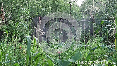 Automatic Watering Of A Kitchen Garden Stock Video Video Of