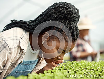 Farmer smelling growing herbs. African american farmer sniffing her plants. Young farmer smelling her plants. African Stock Photo