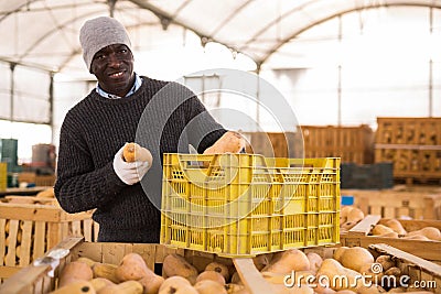 Farmer sorting fresh pumpkins in crates Stock Photo