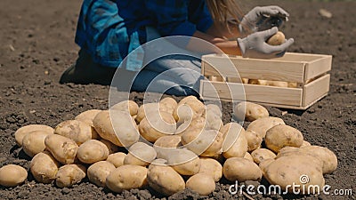 farmer sorting potato tubers sitting on field of land, harvest time, agriculture, work potato plantations, vegetable Stock Photo