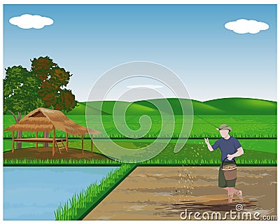 Farmer sowing rice Vector Illustration