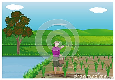 Farmer sowing rice Vector Illustration