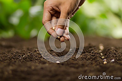 Farmer sowing seeds on healthy soil grow vegetable Stock Photo