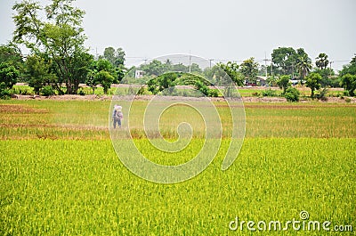 Farmer spraying herbicide on Paddy and rice field Stock Photo