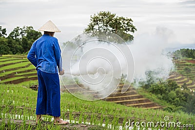 Farmer spraying insecticide. Farmers spraying pesticide in rice field Stock Photo