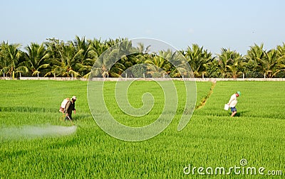 Farmer spraying pesticide on rice field Editorial Stock Photo