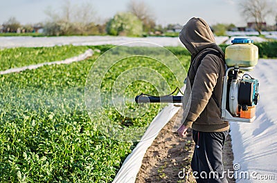 A farmer sprays chemicals on a potato plantation field. Protection of cultivated plants from insects and fungal infections. Stock Photo