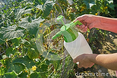 Farmer sprays pesticide with manual sprayer against insects on cucumber plant in garden in summer. Agriculture and gardening Stock Photo
