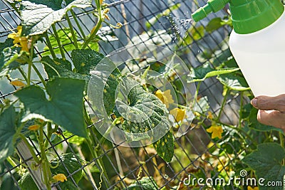 Farmer sprays pesticide with manual sprayer against insects on cucumber plantation in garden in summer. Agriculture and gardening Stock Photo