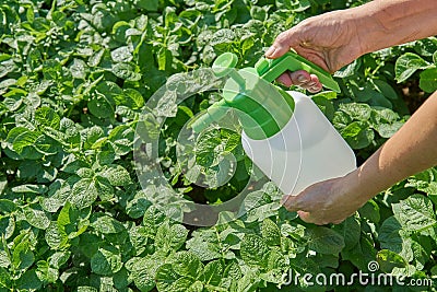 Farmer sprays pesticide with manual sprayer against insects on potato plantation in garden in summer. Agriculture and gardening Stock Photo
