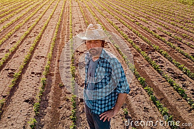 Farmer standing in cultivated soybean field, high angle view Stock Photo