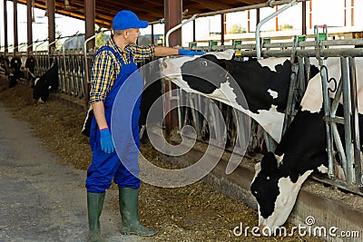 Farmer stroking cow in cowhouse Stock Photo