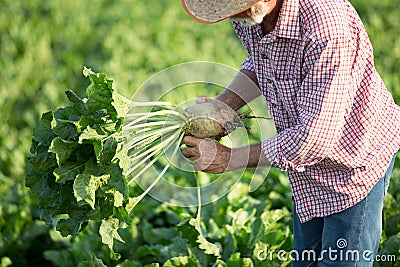 Farmer with sugar beet in field Stock Photo