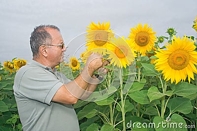 Farmer on a sunflower field Stock Photo
