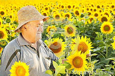 Farmer in sunflower field Stock Photo