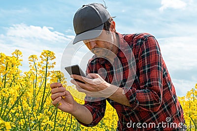 Farmer taking photograph of blooming rapeseed crop with mobile smart phone Stock Photo