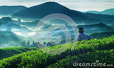 Farmer Tea Plantation Malaysia Culture Occupation Concept Stock Photo