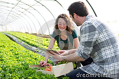 Farmer teaching new employee to gardening Stock Photo