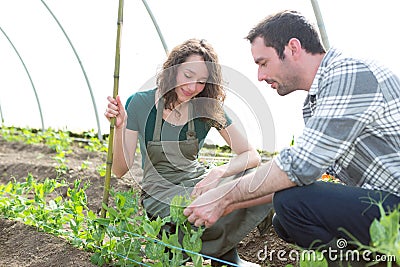 Farmer teaching new employee to gardening Stock Photo