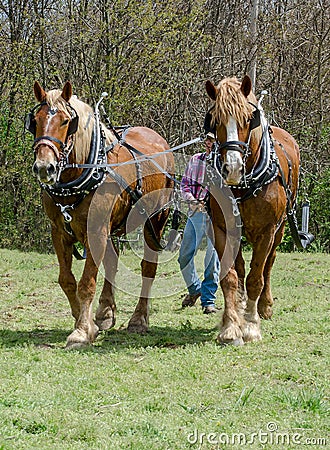 Farmer and team of plow horses Editorial Stock Photo