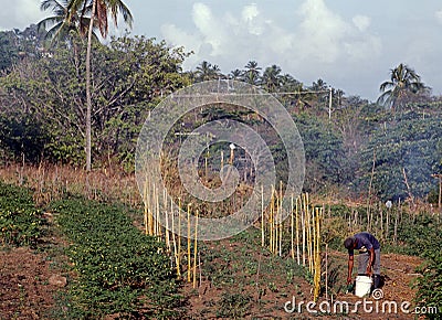 Farmer tending crops, Tobago. Editorial Stock Photo