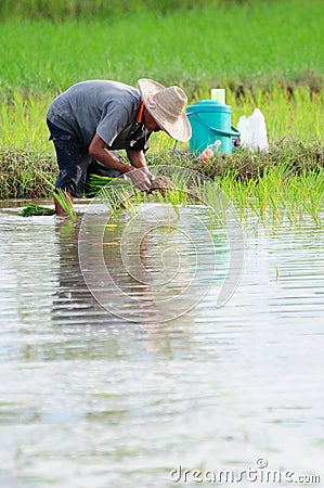 Farmer Editorial Stock Photo