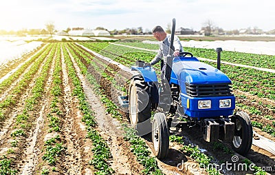 Farmer tillage cultivates a field plantation of young Riviera potatoes. Fertilizer with nitrate and plowing soil for further Stock Photo