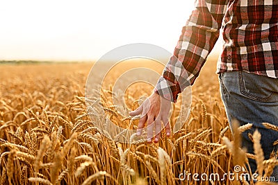 Farmer touching his crop with hand in a golden wheat field. Harvesting, organic farming concept Stock Photo