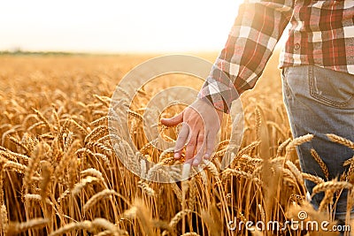 Farmer touching his crop with hand in a golden wheat field. Harvesting, organic farming concept Stock Photo
