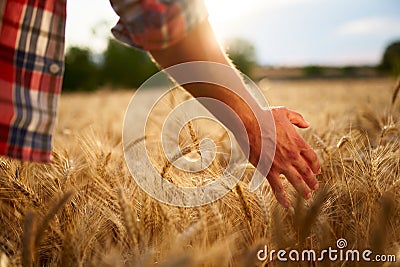 Farmer touching ripe wheat ears with hand walking in a cereal golden field on sunset. Agronomist in flannel shirt Stock Photo