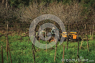 Farmer on a tractor amid rows of grapevines Stock Photo