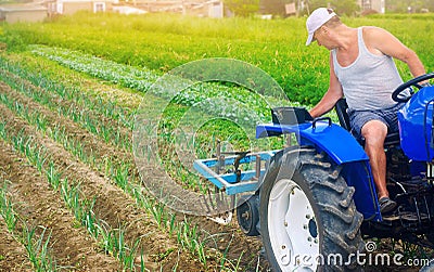 A farmer on a tractor plows a field. Vegetable rows of leeks. Plowing field. Seasonal farm work. Agriculture crops. Farming, Stock Photo