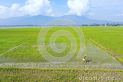 Farmer with a traditional tool in farmland Editorial Stock Photo