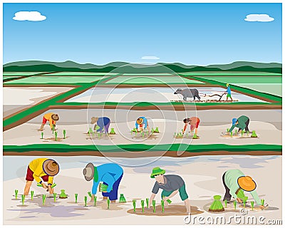 Farmer transplant rice seeding Vector Illustration
