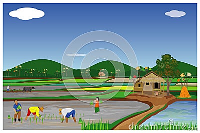 Farmer transplant rice seeding in paddy field Vector Illustration