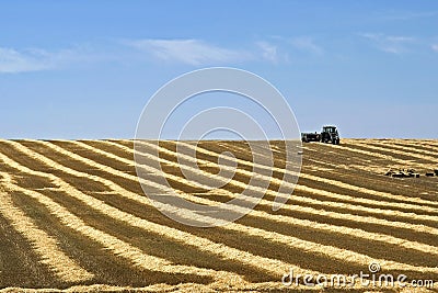 Farmer transporting straw bales in harvested field Editorial Stock Photo