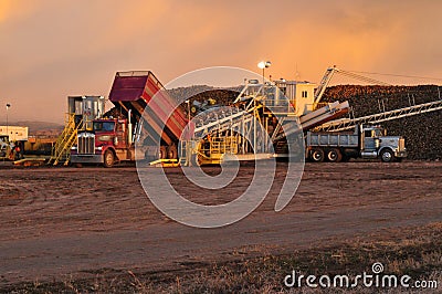 Farmer unloading sugarbeets from truck onto a piler at a beet dump Editorial Stock Photo