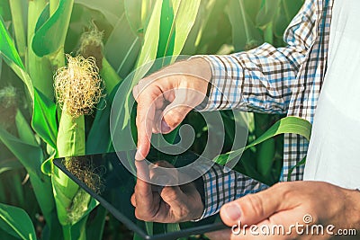 Farmer using digital tablet computer in corn field Stock Photo