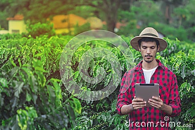 Farmer using digital tablet computer in cultivated coffee field plantation Stock Photo