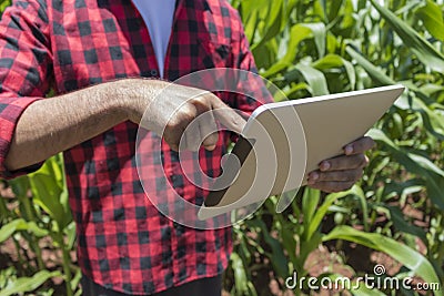 Farmer using digital tablet computer in cultivated corn field plantation Stock Photo