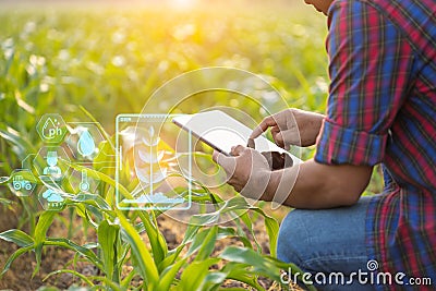 Farmer using digital tablet in corn crop cultivated field with smart farming interface icons and light flare sunset effect. Smart Stock Photo