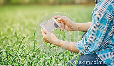 Farmer using the mobile phone technology to inspecting garlic in agricultural garden. Stock Photo