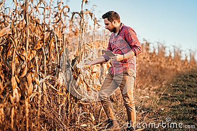 farmer using technology in agriculture field. Harvesting details with handsome farmer Stock Photo