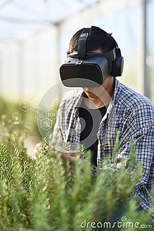 Farmer in VR headset controlling process of growing rosemary in greenhouse cultivation. Smart farming concept Stock Photo