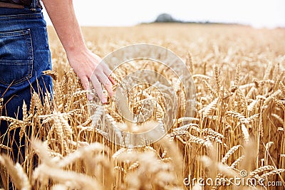 Farmer Walking Through Field Checking Wheat Crop Stock Photo