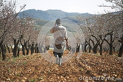 Farmer walking in orchard back view Stock Photo