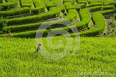 Farmer walking in the rice filed Editorial Stock Photo